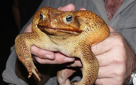 [Invasive Species] Cane Toad, Bufo marinus. In 1935 they were introduced into Australia to ...