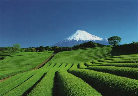 Another must do in Japan: See Mount Fuji (with tea fields in foreground, if possible). Shizuoka ...