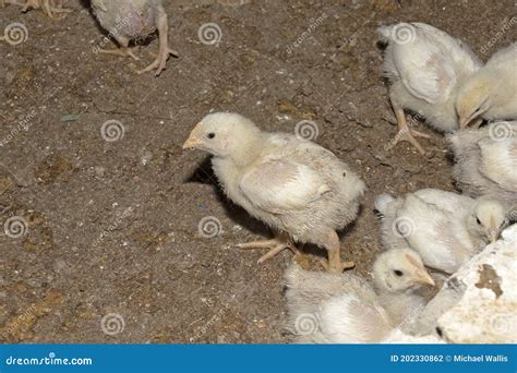 Broiler Chickens in a Chicken Farm Stock Photo - Image of feeding, business: 202330862