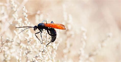 The most painful wasp sting in the world explained | Natural History Museum