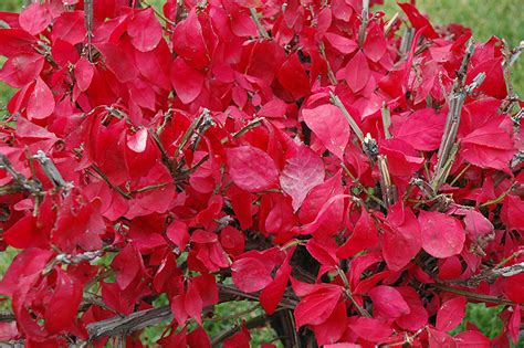 Compact Winged Burning Bush (Euonymus alatus 'Compactus') in Columbus ...