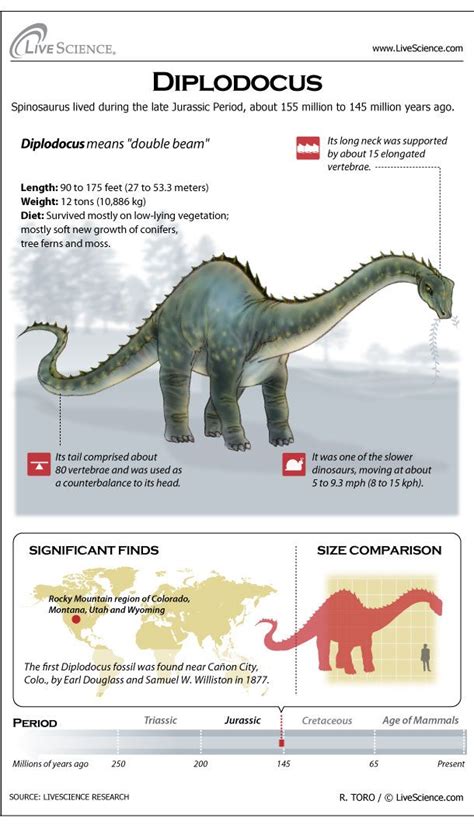 Diplodocus: Facts About the Longest Dinosaur | Live Science