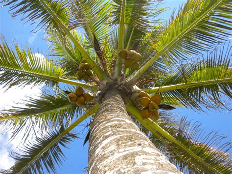 Coconut Trees in Hawaii | Coconut Tree in Maui, Hawaii – MISS PARTY | Coconut palm tree, Coconut ...