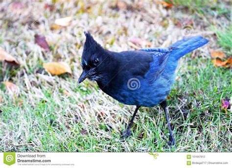 Steller`s Jay Feeding in Grass Field, CanadA Stock Photo - Image of automn, cyanocitta: 101647912