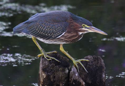 All of Nature: Green Heron Gathering