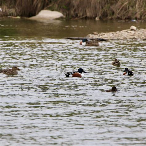 Duck Migration - Bird Watching Academy