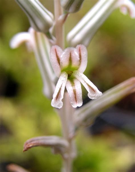 Haworthia Flower: Everything You Should Know - Plants Craze