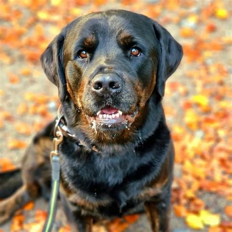 Golden Retriever Rottweiler Mix Dog Breed Information - Weary Panda