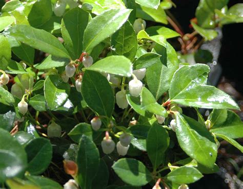 Gaultheria procumbens, Wintergreen – Woodbrook Native Plant Nursery