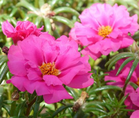 Moss Rose Pink Portulaca Grandiflora Seeds