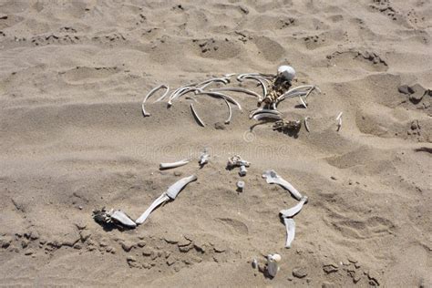 Skeleton coast, Namibia stock image. Image of ocean, walvis - 67798771