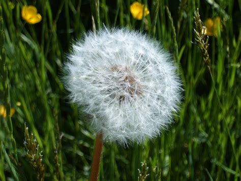 File:Dandelion clock.jpg - Wikipedia