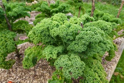 Kale Plant Spacing: Secrets To A Perfect Crop