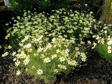 Coreopsis verticillata 'Moonbeam' (Moonbeam threadleaf coreopsis ...