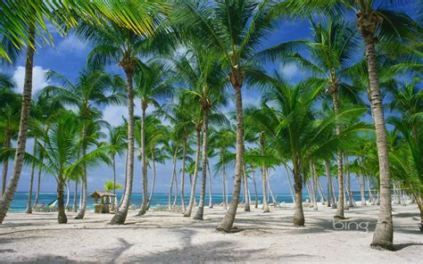 Palm trees on the beach in Punta Cana Dominican Republic-1920x1200 ...