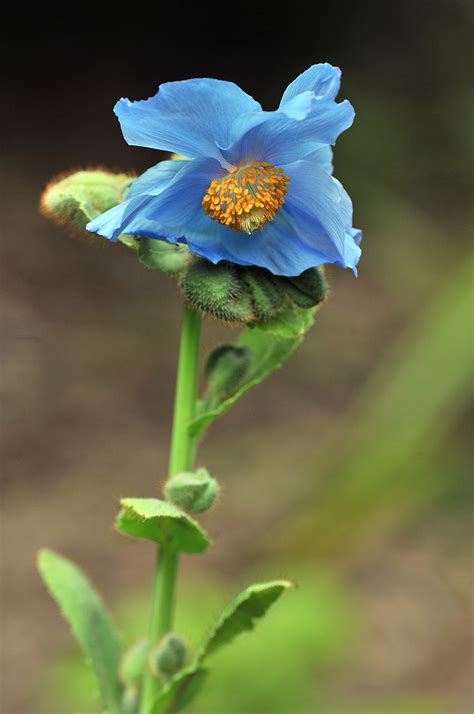 Blue Poppy a Stunner | Dunedin Botanic Garden Official Website