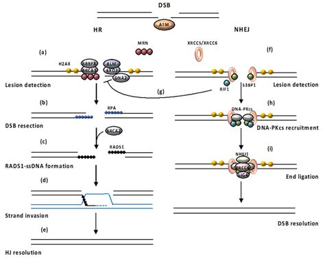 Loss of autophagy impairs DSB repair. (A) Autophagy indirectly... | Download Scientific Diagram