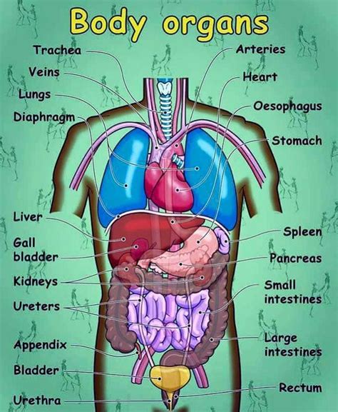 What Are the Organ Systems of the Human Body? ... | Human body vocabulary, Human body organs ...