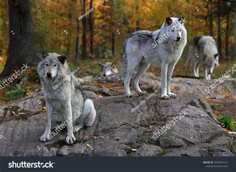 14,048 Wolf Pack Images, Stock Photos & Vectors | Shutterstock