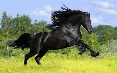 Friesian Horse Wallpapers - Top Free Friesian Horse Backgrounds ...