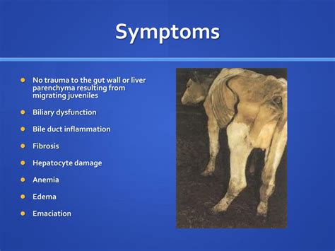 PPT - Dicrocoelium dendriticum PowerPoint Presentation, free download - ID:942708