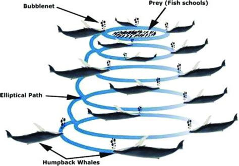 Bubble-net feeding behavior of humpback whales | Download Scientific ...