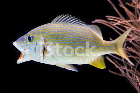 Grunt Fish Stock Photo | Royalty-Free | FreeImages