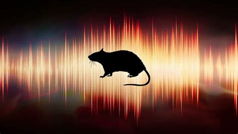 Rat Sound Effect - Free to Use (High Quality) - YouTube