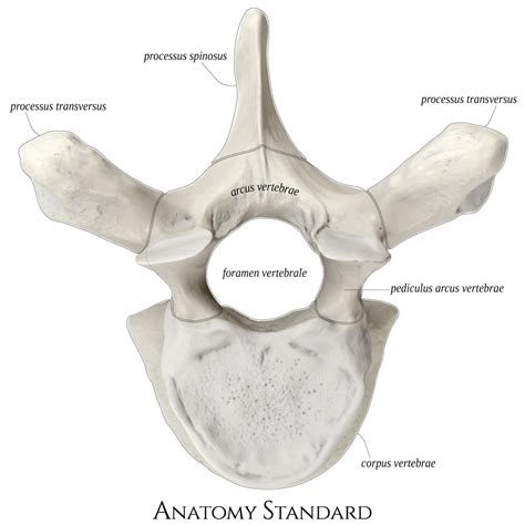 Anatomy Standard - Drawing Thorcacic vertebra (Th4): superior view - Latin labels | AnatomyTOOL