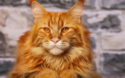 59 Most Popular Maine Coon Cat Names