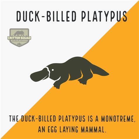 Duck-Billed Platypus Fact Sheet - C.S.W.D