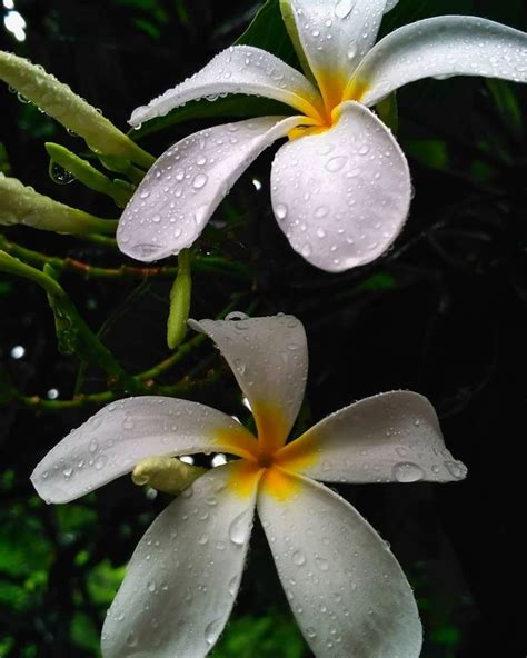 Raindrops on flowers 💮 are awesome 😍 rain drop flowers beautiful photogtaphy mobilephotography ...