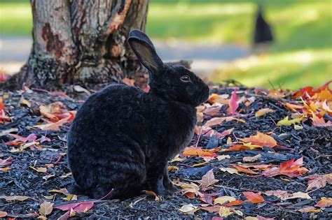 Grey Rabbit | Track Easter Bunny