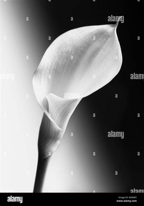Lily, Arum lily, Calla lily, Zantedeschia, Black & white Stock Photo - Alamy