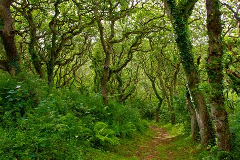 Path through the Oaks in Milllook Woods, Cornwall | Trees And Woodland | Photography By Martin ...