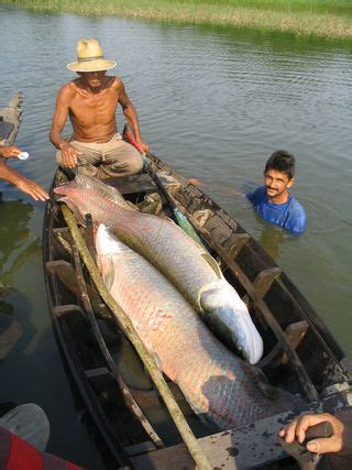 Amazing Arapaima: Photos of the Amazon's Biggest Fish | Live Science