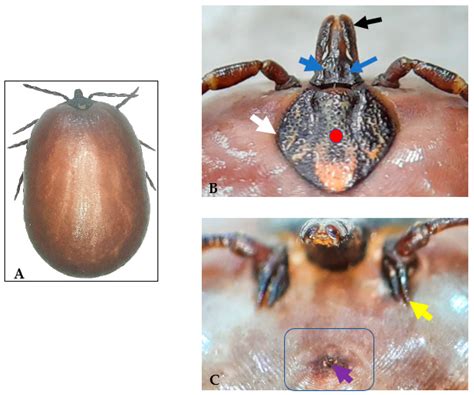 Parasitologia | Free Full-Text | Identification of Amblyomma ovale Koch ...