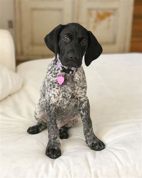 German Shorthair Pointer | Pointer puppies, German shorthaired pointer, German shorthaired ...