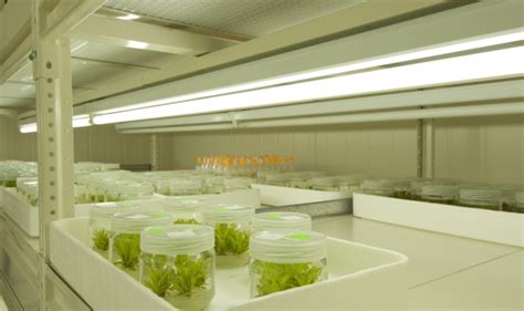 Tissue culture laboratories - Geerlofs EN