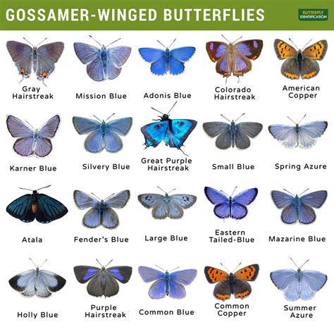 Gossamer Winged (Lycaenidae): Identification, Life Cycle, Facts & Pictures