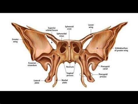 Sphenoid bone - greater wings and lesser wings. - YouTube