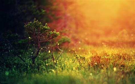 Nature Blur Wallpapers - Top Free Nature Blur Backgrounds - WallpaperAccess