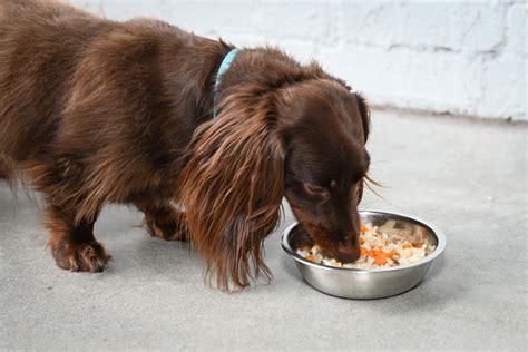 How to Feed Your Dog a Bland Diet - The Ultimate Guide – Native Pet