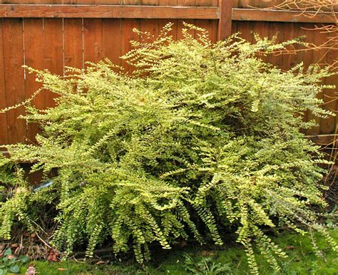 Beautiful Lonicera | Friends of The Frelinghuysen Arboretum