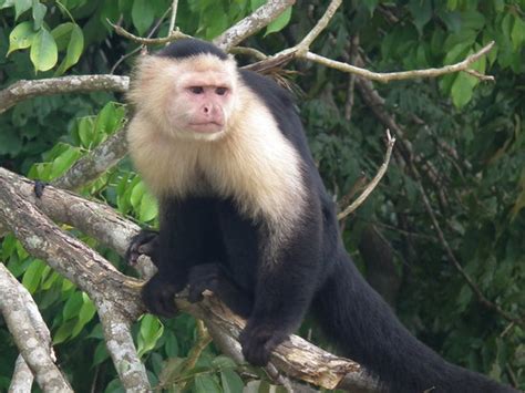 Monkey Island (Panama City) - 2018 All You Need to Know Before You Go (with PHOTOS) - TripAdvisor