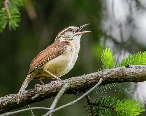 Carolina Wren Singing Photograph by Morris Finkelstein