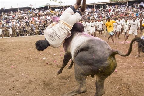 Jallikattu Protest: Breathtaking photographs of the controversial sport and what goes on behind ...