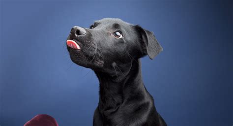 Lab Hound Mix - A Complete Guide To Labrador Hound Mix Breed Dogs