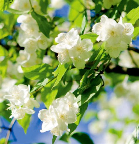 Jasmine Flower Wallpapers - Wallpaper Cave