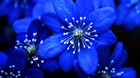 Desktop Blue Flower Wallpapers - Wallpaper Cave